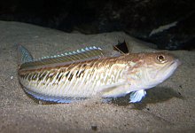 Giftfisch Peterm&auml;nnchen - Foto: Wolfgang Runge/dpa