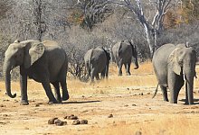 Afrikanische Elefanten - Foto: Tsvangirayi Mukwazhi/AP