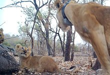 L&ouml;wen - -/Panthera/DPN/Everatt/dpa