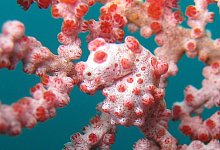 Zwerg-Seepferdchen zwischen Weichkorallen - .. Sea Institute of Oceanology/Chinese Academy of Sciences/dpa