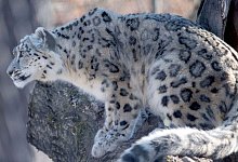 Schneeleopard - Marijan Murat/dpa