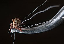 Zecke mit Pinzette entfernen - Foto: Patrick Pleul/dpa-Zentralbild/dpa-tmn