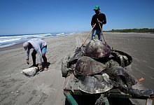 Mehrere tote Meeresschildkr&ouml;ten werden mit einem Schubkarren im Strandschutzgebiet in Puerto Arista abtransportiert. - Gabriela Sanabria Santos/dpa