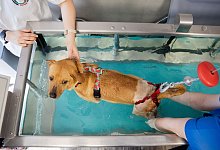 Ein Hund in einem Therapiebecken - Christoph Soeder/dpa/dpa-tmn