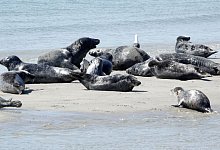Kegelrobben - Carsten Rehder/dpa