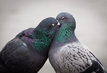 Turteltauben - Foto: Frank Rumpenhorst