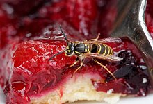 Wespen - Foto: Roland Weihrauch/dpa