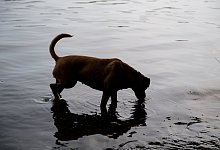 Hund am See - Foto: Robert G&uuml;nther/dpa-tmn