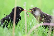 Vogelmutter f&uuml;ttert K&uuml;ken - Foto: Felix K&auml;stle/dpa/dpa-tmn