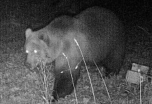 Wildtierkamera - Foto: -/Bayerisches Landesamt f&uuml;r Umwelt/dpa