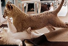 Raubkatzen haben sich mit Hund angefreundet - STUKENBROCK