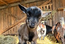 ziegen_1 - Stadt Detmold