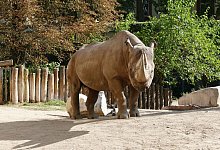 Kalusho - Zoo Frankfurt/dpa