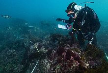 Zerstörerische Algenblüte in Südaustralien - Stefan Andrews/GREAT SOUTHERN REEF FOUNDATION/dpa