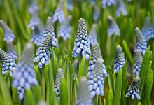 Traubenhyazinthen - Foto: Andrea Warnecke