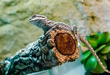 Bartagame - Foto: Markus Scholz/dpa-tmn