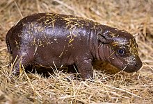 20.000 Namensvorschläge für Mini-Hippo - Zoo Berlin/dpa