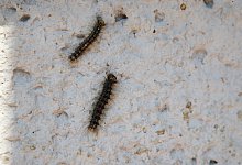 Schwammspinner - Foto: Bodo Schackow