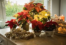 Weihnachtssterne auf einem Tisch - Christin Klose/dpa-tmn