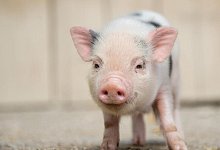 Mini-Schwein - Foto: picture alliance / dpa