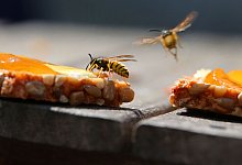 Wespen auf einem Marmeladenbrot - Karl-Josef Hildenbrand/dpa/dpa-tmn