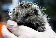 Zu klein - FOTO: NICOLE BLIESENER