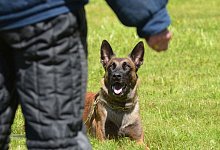 Ein Polizeihund hat sich im Wald von der Leine seines Herrchens losgerissen, einen Radler umgerissen und schwer verletzt. - Symbolfoto: Polizei