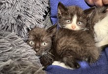 Kitten Tierheim Bad Salzuflen - 1 - Sven Kienscherf