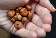 Eine Frau hält Haselnüsse in der Hand - Daniel Karmann/dpa/dpa-tmn