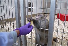 Zum Internationalen Tag des Versuchstieres - Foto: -/Initiative Tierversuche verstehen/dpa