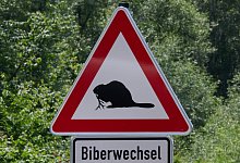 Erstes Stra&szlig;enschild warnt vor kreuzenden Biebern - Bernd Thissen/dpa