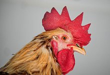 Hahn - Soeren Stache/dpa