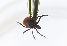 Gefahr von Zecken - Julian Stratenschulte/dpa