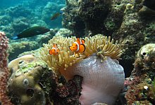Clownfische leben auf Seeanemonen. - Theresa Rueger/Newcastle University/dpa