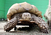 Schildkr&ouml;te Helmuth trainiert mit Rollbrett - Foto: Roland Weihrauch/dpa