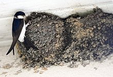 Schwalbennester sind gesch&uuml;tzt - Foto: Maurizio Gambarini/dpa