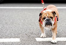 Hamiltons Hund Roscoe - Tim Goode/PA Wire/dpa