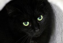 Schwarze Katze - Soeren Stache/dpa