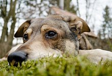 Hunde trauern um Artgenossen - Markus Scholz/dpa-tmn