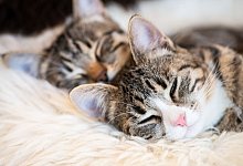 Zwei kleine Katzen schlafen - Franziska Gabbert/dpa-tmn