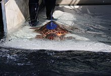 Die Meeresschildkr&ouml;te Salina wurde mit einem Peilsender am Panzer ausgestattet und ins Meer freigelassen. - Zoomarine/dpa