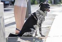 Asphalthitze testen - Foto: Christin Klose/dpa-tmn