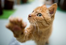 Katze - Foto: Julian Stratenschulte/dpa