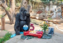 Rostocks Gorilla Assumbo wird 50 Jahre alt - Frank Hormann/dpa