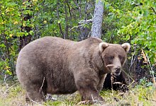 Fat Bear-Wahl - M. Carenza/National Park Service via AP/dpa