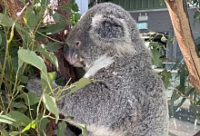 Koala im Wild Life Sydney Zoo - Carola Frentzen/dpa