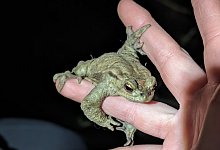 erdkrote - Fotorechte: Ulrike Grabow