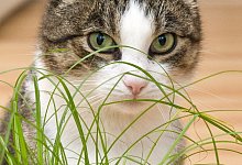 Katzen lieben Katzengras - Foto: Andrea Warnecke