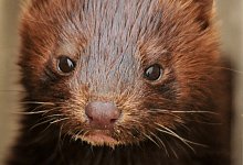  - Symbolfoto Pixabay