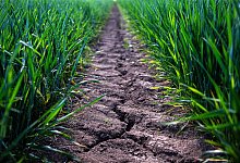 Trockenheit in der Landwirtschaft - Sina Schuldt/dpa